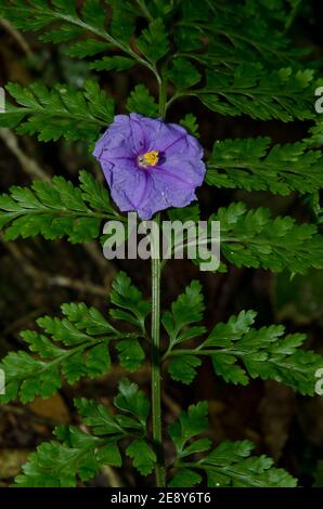 Flower of kangaroo apple Solanum laciniatum fallen on a fern. Taieri River Scenic Reserve. Otago. South Island. New Zealand. Stock Photo