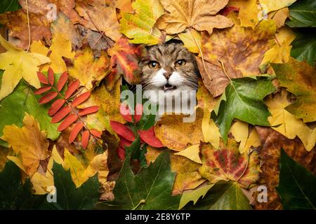 tabby white cat looking through hole in colorful autumn leaves foliage Stock Photo