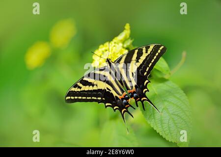 Butterfly sitting on the pink white orchid. In sect Papilio pilumnus, in the nature green forest habitat, south of USA, Arizona. Stock Photo