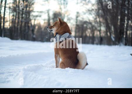 snow red shiba inu winter set Stock Photo