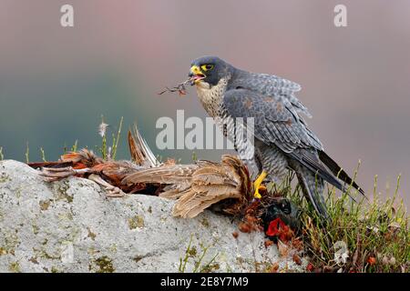 Peregrine Falcon feeding on killed pheasant on the rock with yellow and orange autumn in background. Stock Photo