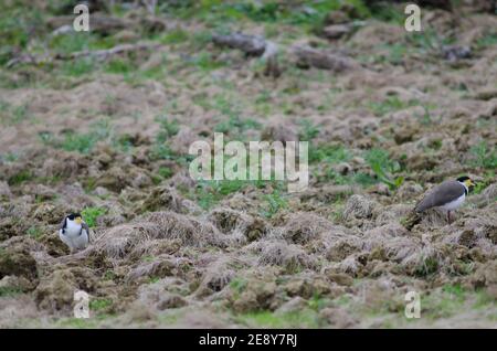 Spur-winged plovers Vanellus miles novaehollandiae. The Catlins. Otago. South Island. New Zealand. Stock Photo