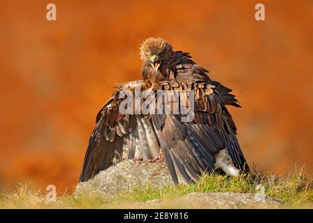 Peregrine Falcon feeding on killed pheasant on the rock with yellow and orange autumn in background. Stock Photo