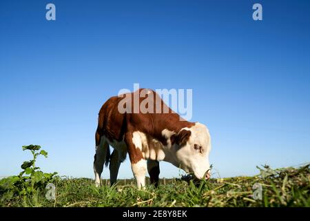 Cow Eating Grass in the Field. A joyful grazing animal that is funny to eat dry grass. Stock Photo