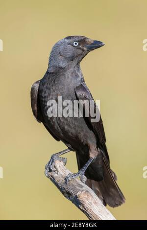 Western Jackdaw (Coloeus monedula spermologus), adult perched on a branch, Basilicata, Italy Stock Photo