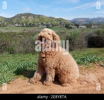 Fluffy Labradoodle dog sitting on mountain dirt trail in east San Diego county with hills grass and blue sky Stock Photo