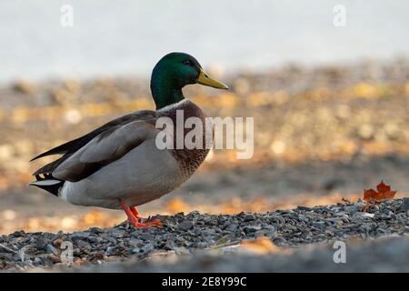 Green headed male mallard duck by beach Stock Photo