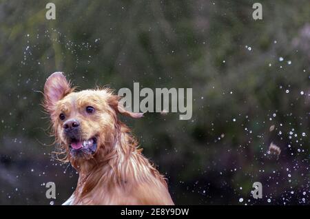 funny looking golden retriever enthusiastically plays in the water. Stock Photo