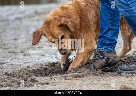 Golden retriever enthusiastically digs a hole in the sand near her owner's boots Stock Photo