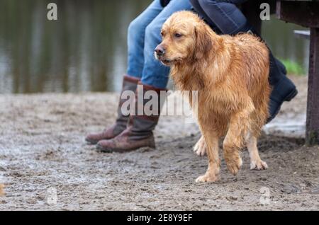 Golden retriever stands alert by her owner's legs in the sand by a pond Stock Photo