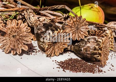 Dry real brown poppy boxes lie on sunny summer day Stock Photo
