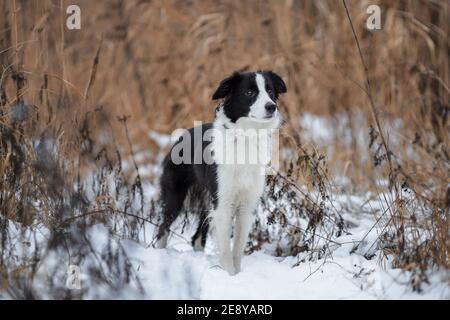 Young female dog of border collie breed of white and black color standing among dry reeds and snow on grass in winter Stock Photo