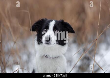 Portrait of young female dog of border collie breed of white and black color among dry grass and snow at winter nature Stock Photo