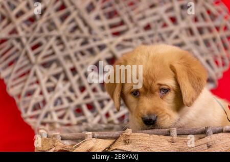 yellow labrador puppy looks innocently over the edge of a basket. Valentine theme with heart and red color in background. Space for text, copy space. Stock Photo