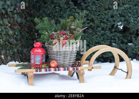 basket with gaultheria and fir branches on sledge as winter garden decoration Stock Photo