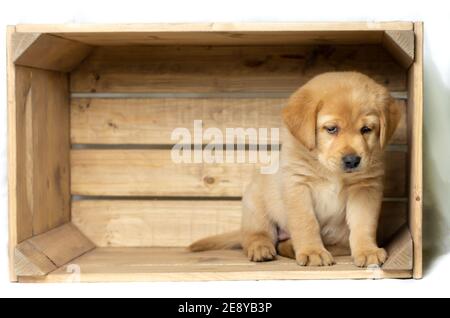 blonde labrador puppy sits on the right in a wooden box and looks down innocently. copy space Stock Photo