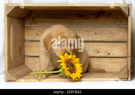 blonde labrador puppy sits in a wooden box and sniffs a sunflower and innocently looks at the camera. copy space Stock Photo