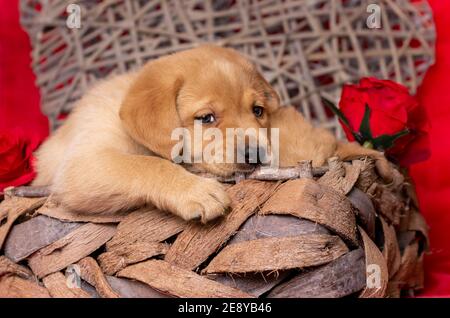 blonde labrador puppy looks in love staring in the camera. In a basket. Valentine's love Day theme. Stock Photo