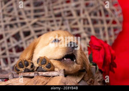 blonde labrador puppy looking upwards in a basket with its paws visible on the edge. In a basket. Valentine's love Day theme. Copy space Stock Photo