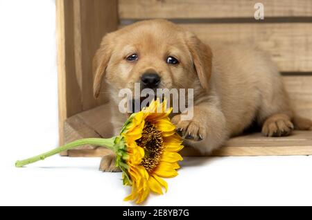 blonde labrador puppy lies in a wooden box and plays with a sunflower and looks at the camera. copy space Stock Photo