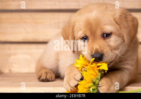 blonde labrador puppy lies in a wooden box and playfully holds a sunflower with his paws Stock Photo