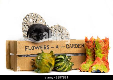 black labrador puppy looks dreamily over the edge of a wooden box with the text Flowers and Garden. Wooden heart. Decoration with autumn theme. Stock Photo