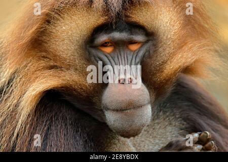 Gelada Baboon, portrait of monkey from African mountain. Simien mountain with gelada monkey. Wildlife from Africa. Stock Photo