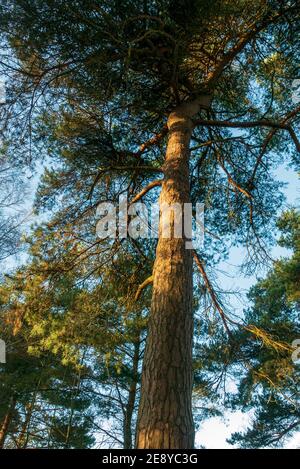 Pine tree, Pinus sylvestris, canopy viewed from the woodland floor. Golden sunlight filtering through the trees. Stock Photo