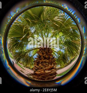 Closeup fisheye view of a bright green palm tree with fronds and trunk filling the circular frame. Stock Photo