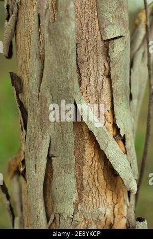 Textured surface of old Eucalyptus tree bark. Abstract natural pattern vertical orientation Stock Photo