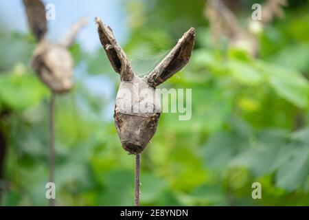 Mummified rabbit head Stock Photo - Alamy