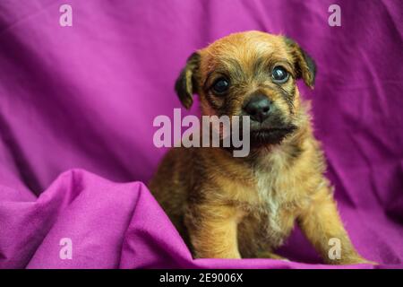 Cute puppy in folds of purple fabric Stock Photo