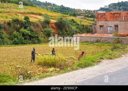 Antananarivo, Madagascar - April 24, 2019: Three unknown Malagasy people working on wet rice field, half built house near them, small hills in backgro Stock Photo