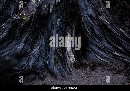 Tree stump detail along the banks of the Nisqually river, Mount Rainier National Park boundary, Washington, USA. Stock Photo