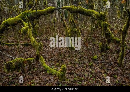 Moss covered trees on a very wet day near Big Creek Campground along the Osborne Mountain trail, Washington, USA. Stock Photo