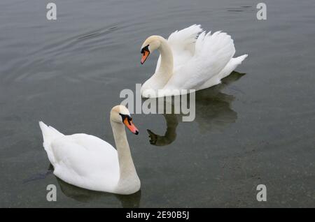 two beautiful swans floating on the lake Stock Photo