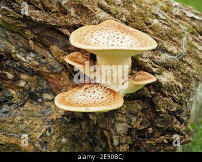 squamules on dryad's saddle /pheasant's back mushroom (Cerioporus squamosus / Polyporus squamosus) on dead Ash tree-trunk in  Cumbria,England,UK Stock Photo