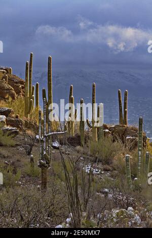 Blue sky and clouds over city of Tucson behind stately saguaro in frosty winter cold on Gates Pass ridge Stock Photo