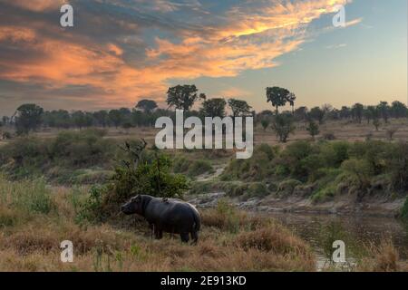 at dawn, a hippopotamus stands on the bank of a river