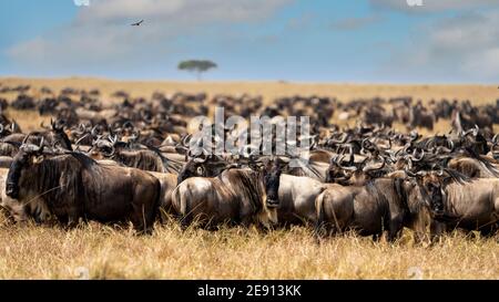 a big group of wildebeest walks in the plains of the serengeti Stock Photo