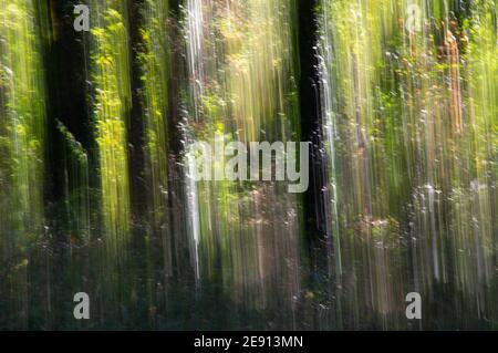 Intentional camera movement in woods at Fort Hunt Park creates dreamlike effect Stock Photo