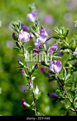 Flowers of the spiny restharrow, also named thorny restharrow, in late spring and summer, Ononis spinosa Stock Photo