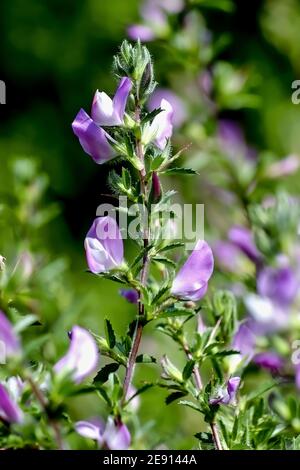 Flowers of the spiny restharrow, also named thorny restharrow, in late spring and summer, Ononis spinosa Stock Photo