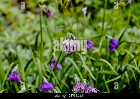 Flower of Allium insubricum in the southern alps in summer, Bavaria, Germany Stock Photo