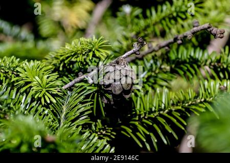 Cones and needles on the branch of a Nikko fir tree, Abies homolepis, Nikko fir Stock Photo