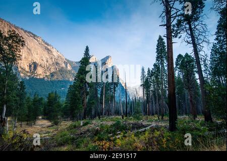 Pine trees at Yosemite Valley surrounded by high cliffs Stock Photo