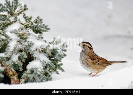 White-throated Sparrow snow - a Zonotrichia albicollis songbird / song bird looks for food duing a winter snowstorm near Philadelphia PA United States of America - Stock Photo