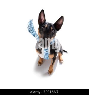 miniature Bull Terrier dog in rain and snow bad weather ready to go for a walk with leash and scarf Stock Photo