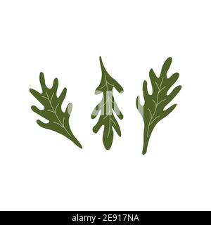 Arugula salad green leaves. Rucola. Healthy Vegetarian food. Colorful vector illustration in cartoon style isolated on white background Stock Vector