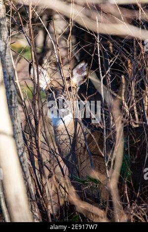 White-tailed deer (odocoileus virginianus) looking through the Wisconsin thick brush, vertical Stock Photo